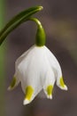 Beautiful white flower Snowdrop close up macro, First spring flower Galanthus Rivalis.