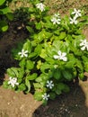 Beautiful white flower soil at home green