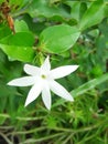 Beautiful white flower in sri lanka Royalty Free Stock Photo