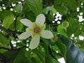 Beautiful white flower | Sri Lanka.