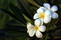 Beautiful white flower in thailand, Lan thom flowe