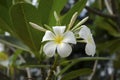 Beautiful white flower in thailand