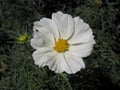 Beautiful white flower with visitant