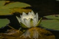 Beautiful white flower of water lilly Royalty Free Stock Photo