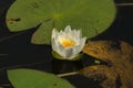 Beautiful white flower of water lilly (Nymphaea alba Royalty Free Stock Photo