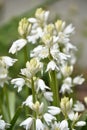 Beautiful White Flowering Campanula Bellflowers in a Garden