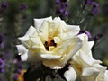 Beautiful white flowering rose with lavender in the background.