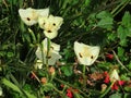 Beautiful white flowers African iris or fortnight lily among the green grass in spring. Royalty Free Stock Photo