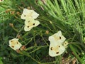 Beautiful white flowers African iris or fortnight lily among the green grass in spring. Royalty Free Stock Photo