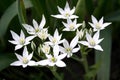 Beautiful White flowers in all its glory on a bright sunny day Royalty Free Stock Photo