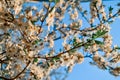 Beautiful white flowers of apple tree on branches of blooming spring tree in light of sun, backdrop of clear blue sky Royalty Free Stock Photo