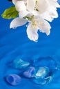 Beautiful white flowers of apple tree over water Royalty Free Stock Photo