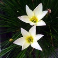 Beautiful white flowers as they are Royalty Free Stock Photo