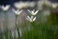 Beautiful white flowers Autumn zephyrlily blooming Royalty Free Stock Photo