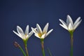 Beautiful white flowers Autumn zephyrlily blooming Royalty Free Stock Photo