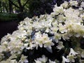 Beautiful white flowers of Azalea Japonica Palestrina.