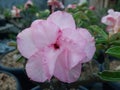 Beautiful white flowers that blend into the pink color of a blooming frangipani or adenium tree