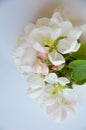 White flower. blooming Apple tree. a delicate floral arrangement of a white bouquet for decoration and background.