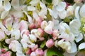 White flower. blooming Apple tree. a delicate floral arrangement of a white bouquet for decoration and background.