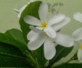 Beautiful white flowers blooming in branch of green leaves plant in garden, closeup of petals and pollens, nature wallpaper Royalty Free Stock Photo