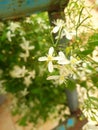 Beautiful white flowers are blooming on the flower trees on the roof Royalty Free Stock Photo