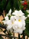 Beautiful white flowers are blooming on the flower trees on the roof Royalty Free Stock Photo