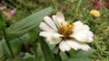 Beautiful white flowers blooming in the front garden of the house this morning Royalty Free Stock Photo