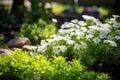 Beautiful white flowers blooming in the garden. Selective focus, select focus image of small white flower bed in the garden, AI