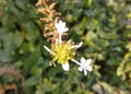 Beautiful white flowers blooming known as Plumbago zeylanica Ceylon leadwort in the forest. Royalty Free Stock Photo