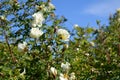 Beautiful white flowers of blooming rose bush on the background of blue sky Royalty Free Stock Photo
