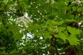 Beautiful White flowers blooming on the treeÃ¯Â¼Ëtung tree flower Royalty Free Stock Photo