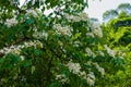 Beautiful White flowers blooming on the treeÃ¯Â¼Ëtung tree flower Royalty Free Stock Photo