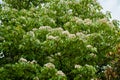 Beautiful White flowers blooming on the treeÃ¯Â¼Ëtung tree flower Royalty Free Stock Photo