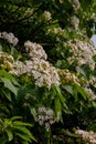 Beautiful White flowers blooming on the treeÃ¯Â¼Ëtung tree flower Royalty Free Stock Photo