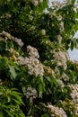 Beautiful White flowers blooming on the treeÃ¯Â¼Ëtung tree flower Royalty Free Stock Photo