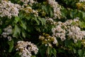 Beautiful White flowers blooming on the treeÃ¯Â¼Ëtung tree flower Royalty Free Stock Photo