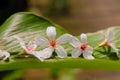 Beautiful White flowers blooming Ã¯Â¼Ëtung tree flower Royalty Free Stock Photo