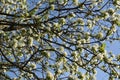 Beautiful white flowers on the branches of apple tree against clear blue sky. Blooming garden in the spring Royalty Free Stock Photo