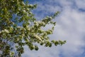 Beautiful white flowers on branches of pear tree on the background of cloudy sky Royalty Free Stock Photo