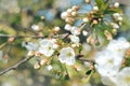 Beautiful white flowers and buds of a cherry tree on a background of blue sky. Spring awakening of nature. Royalty Free Stock Photo