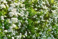 Beautiful white flowers on a bush. Spiraea hypericifolia