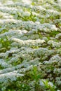 Beautiful white flowers on a bush. Spiraea hypericifolia