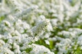 Beautiful white flowers on a bush. Spiraea hypericifolia