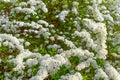 Beautiful white flowers on a bush. Spiraea hypericifolia