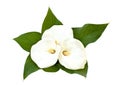 Beautiful white flowers Calla on a white background. Top view, flat lay