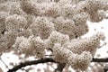 Beautiful white flowers of cherry blossom tree at peak bloom Royalty Free Stock Photo