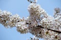 Beautiful white flowers of cherry blossom tree at peak bloom Royalty Free Stock Photo