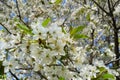 Beautiful white flowers on cherry branches. The beginning of spring Royalty Free Stock Photo