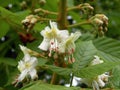 White chestnut tree flowers in spring, Lithuania Royalty Free Stock Photo