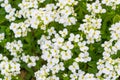 beautiful white flowers of chrysanthemum on green background